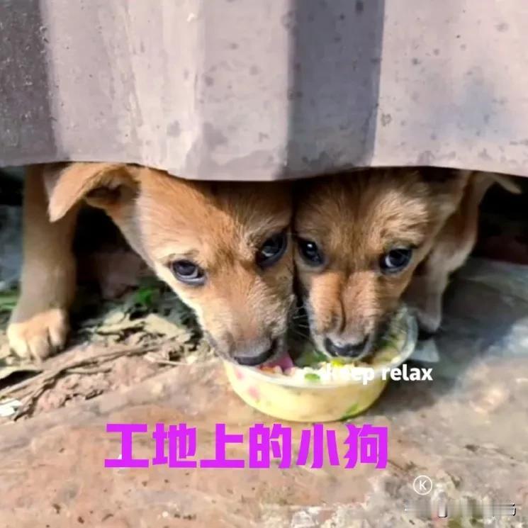 工地上有两只可怜的小土狗，小狗们的妈妈是一只流浪狗，不过已经消失了好多天。工地上