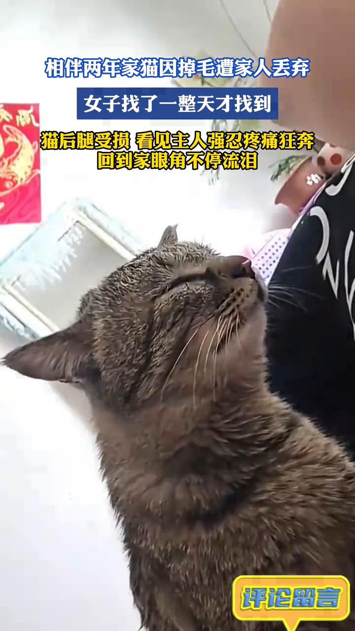 相伴两年家猫因掉毛遭家人丢弃，女子找了一整天才找到。猫后腿受损，看见主人强忍疼
