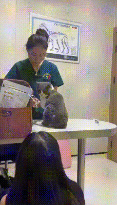 蓝猫（王发财）打完猫生最后一针，慢慢的回头望向主人，似乎要再看看它爱的人，记住她