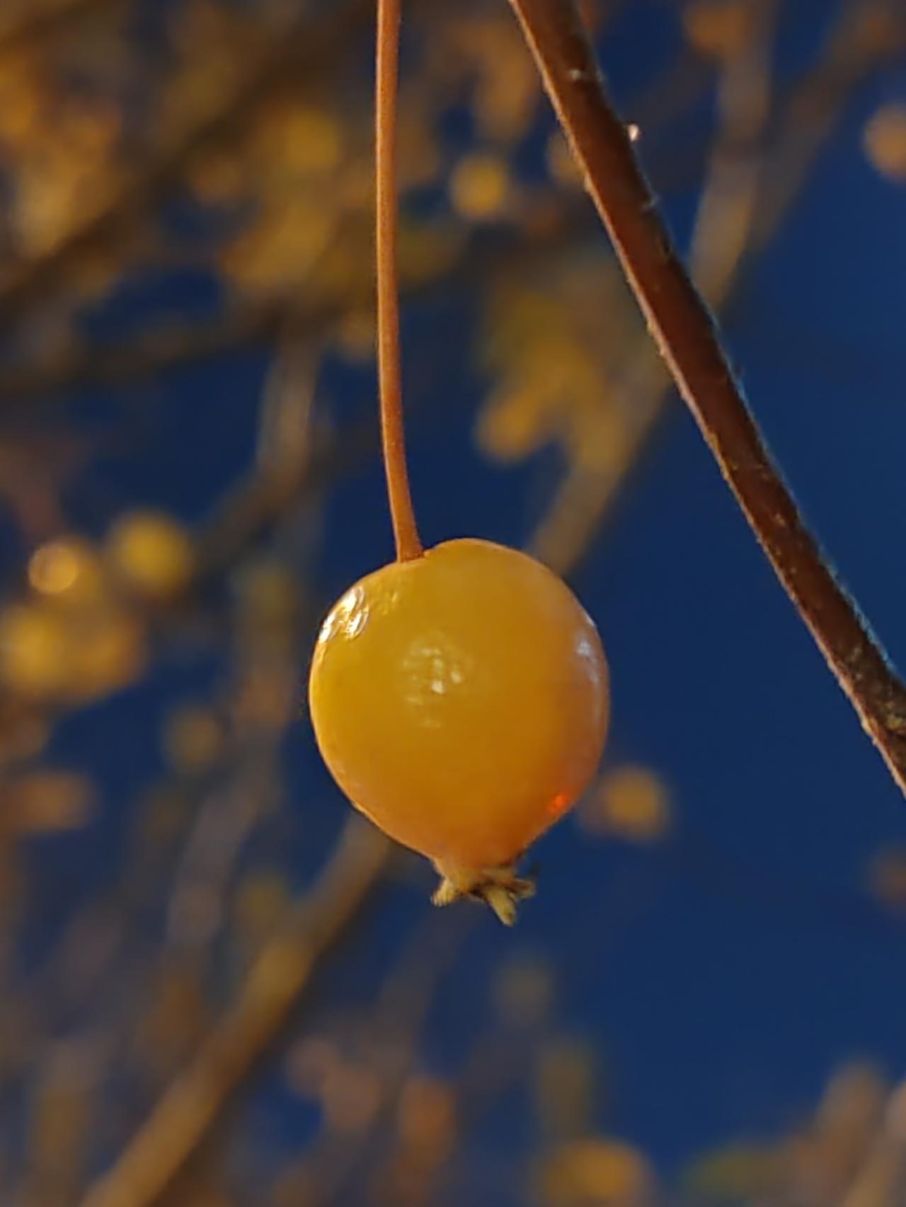 一张图证明冬天来了入夜寒辉冷，孤果临北风。黄叶苏苏下，秃枝笑苍穹。