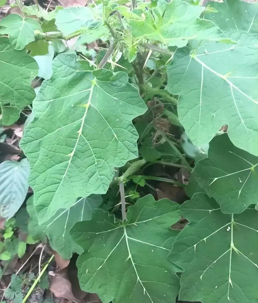 过年逛花市，总有人被金灿灿的黄金果吸引，小灯笼似的果子挂满枝头，底部五个凸起被说