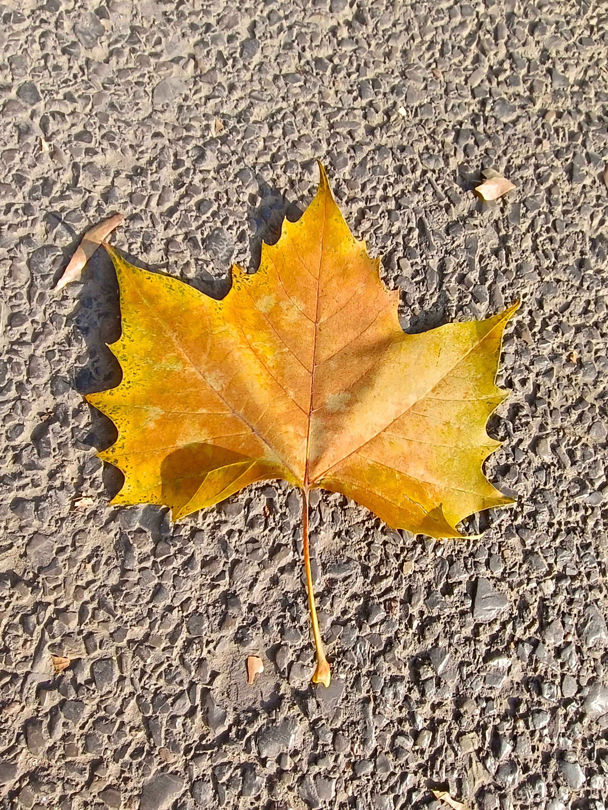 冬日暖阳，好日常在