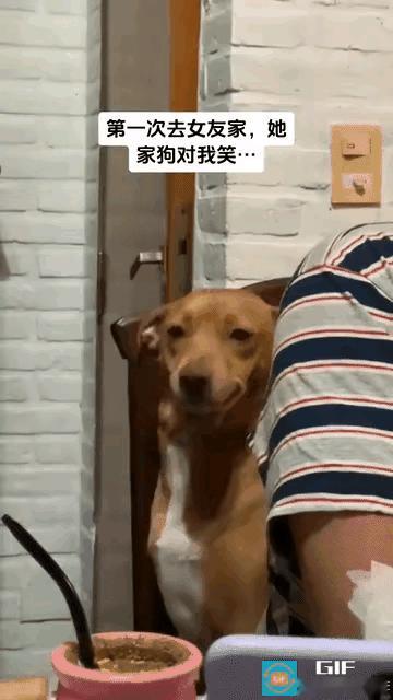 “笑不活了！”男子第一次登门拜访女友家人，还没通过老丈人的考察，先被家里的狗狗盯