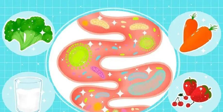 2024年全球研究热议，不吃晚饭竟能激活细胞自噬，炎症降三成？可为何有人试后胃溃