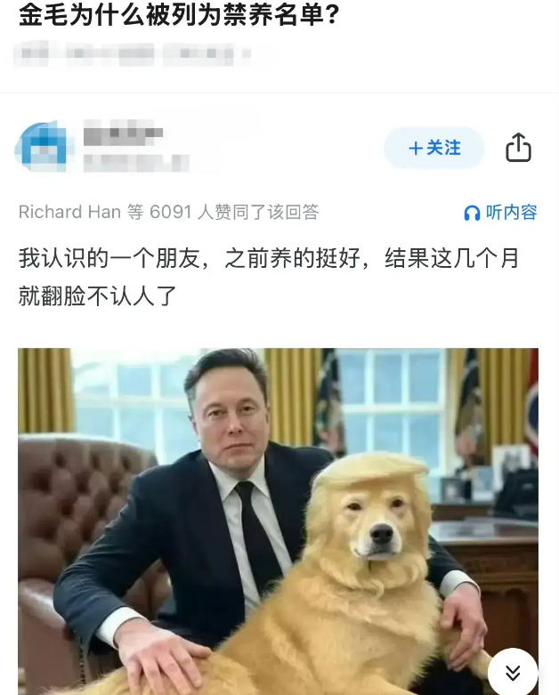 金毛为什么被列为禁养名单？懂了！