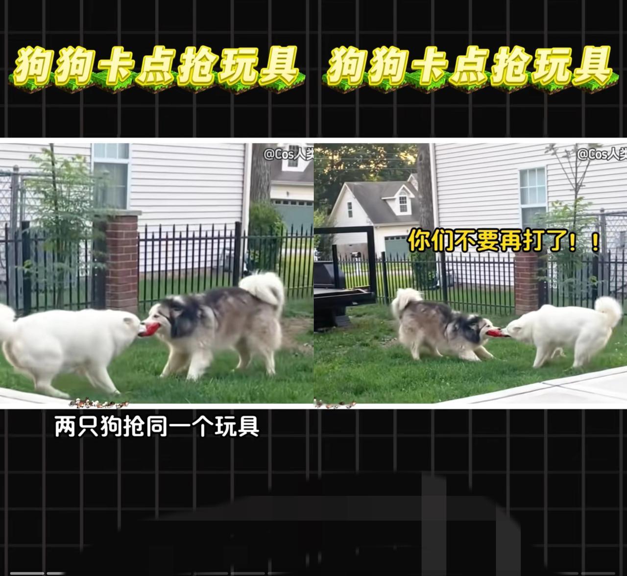 有没有发现，养俩狗的家庭，简直是把人类二胎家庭的“鸡飞狗跳”复刻了个十成十！