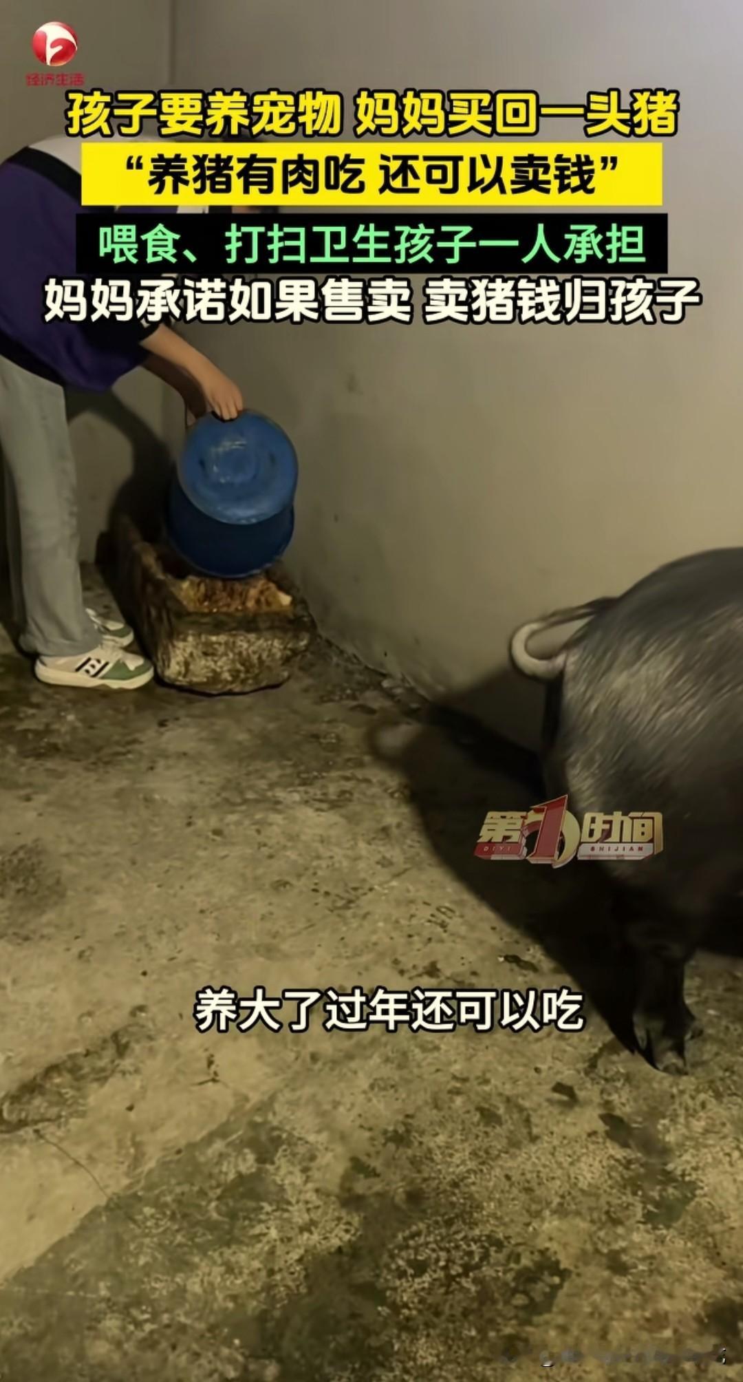 孩子想养宠物，妈妈给买了一头小猪仔。贵州平塘这位妈妈真聪明，孩子说想养宠物，妈