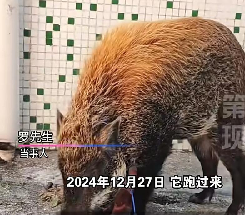 可能就是一场缘分广东广州一男子，一年前，家中来了一只小野猪可能是和群体走失了，