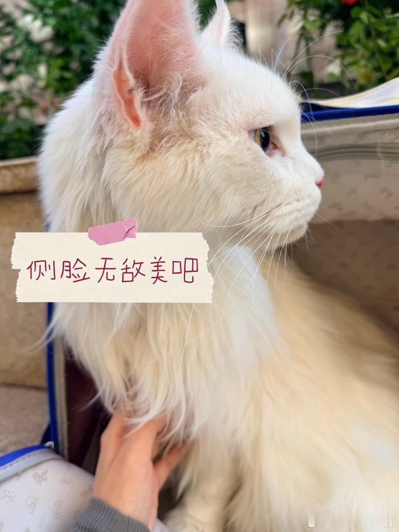 我们家的猫咪可没有丑的。都是无敌颜值[大笑]谁家的缅因宝宝呀，天气好没有风出来晒