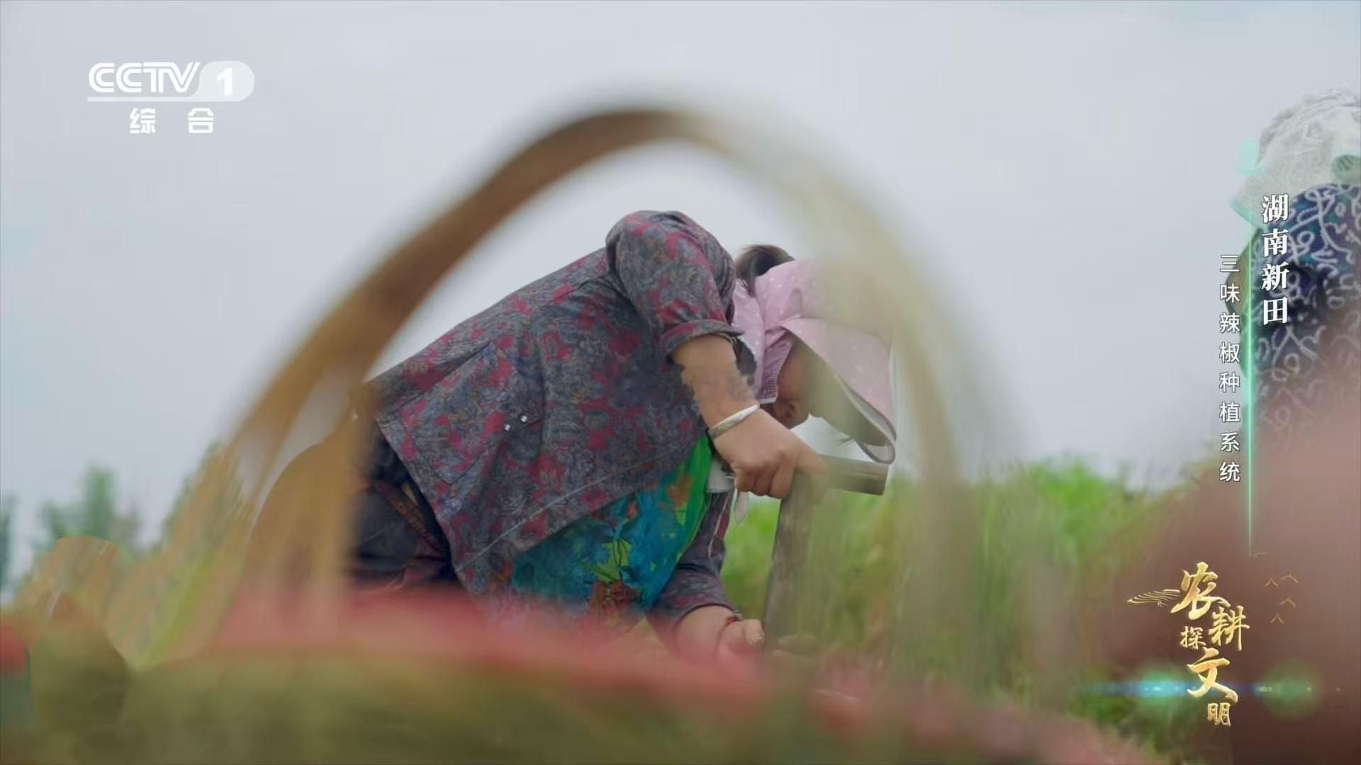 田螺和辣椒的组合，真是意想不到。湖南人用这种方法，把农田生态系统巧妙地利用起来，