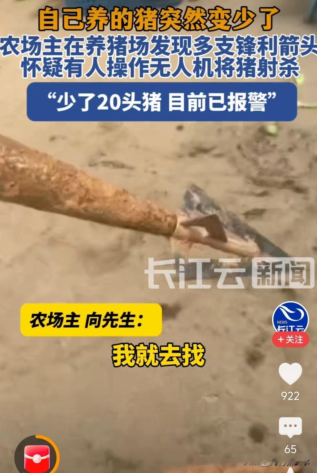 养猪场惊现锋利箭头！猪被无人机射杀？农场主慌了！河南一养猪场最近出怪事！清