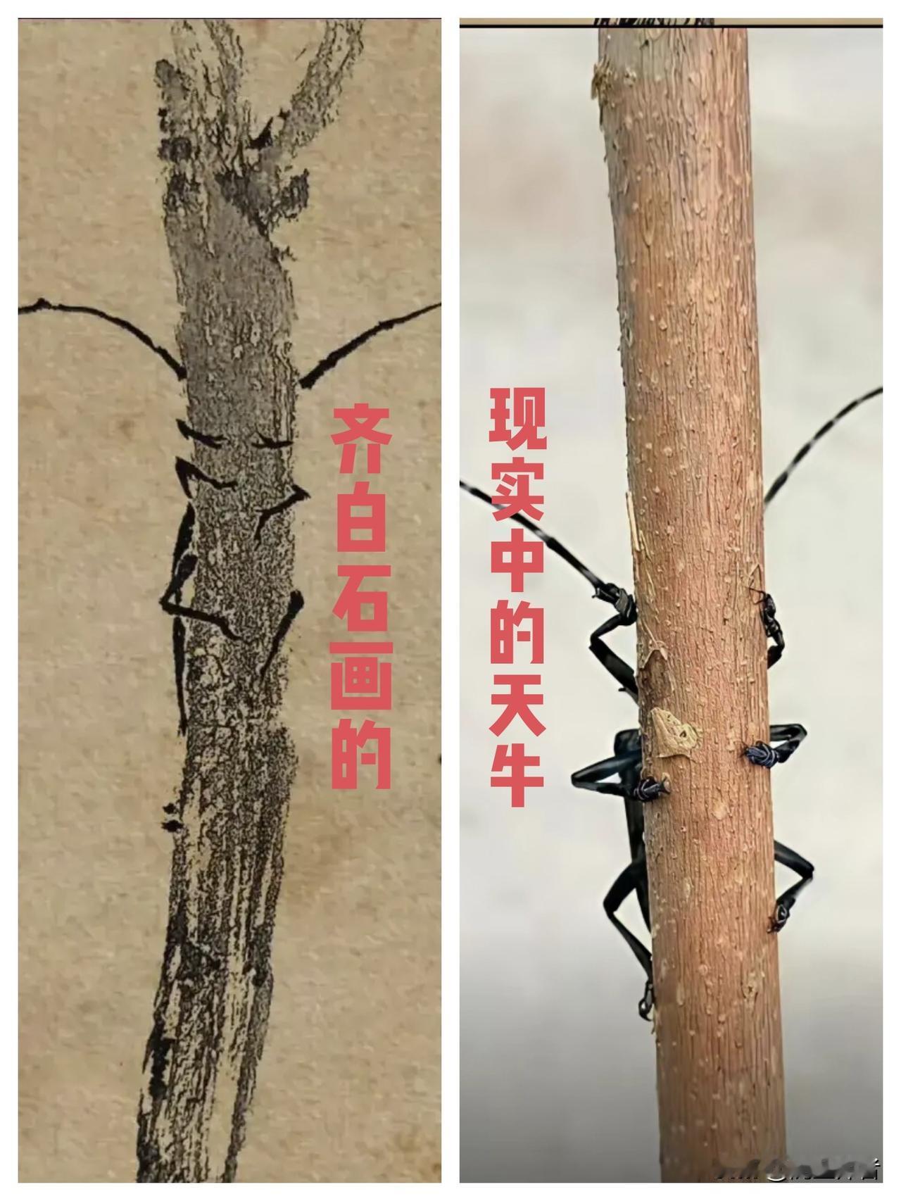 难怪齐白石的画价格高，看了这张对比图才知道齐白石乃真大师也！