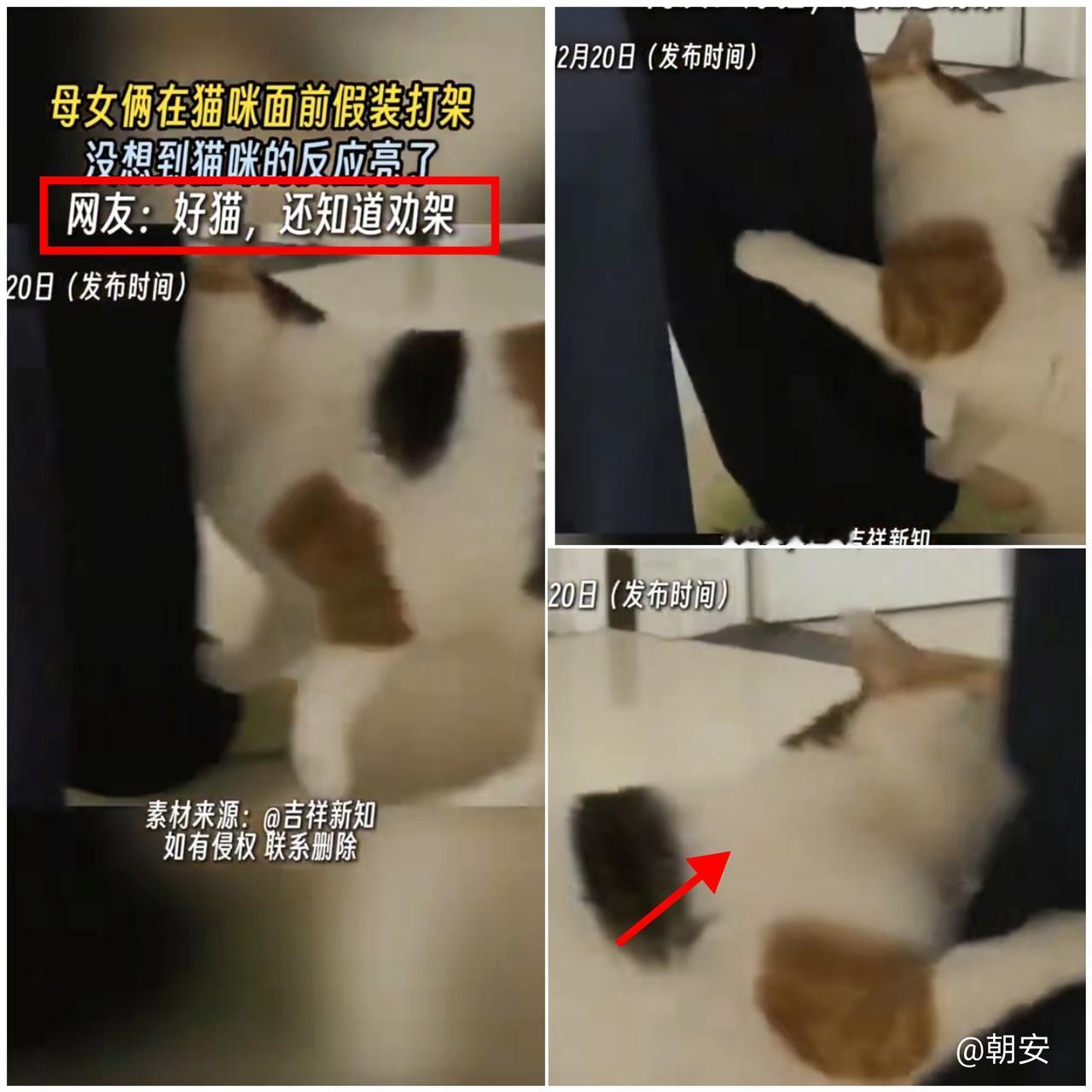 太有灵性了！北京女子和妈妈假装打架试探猫咪，本以为它会冷眼旁观，没想到小猫