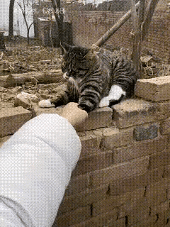 谁能想到，一只猫的脾气能大到这种地步！网友家的狸花猫，不过是尿湿了沙发被主