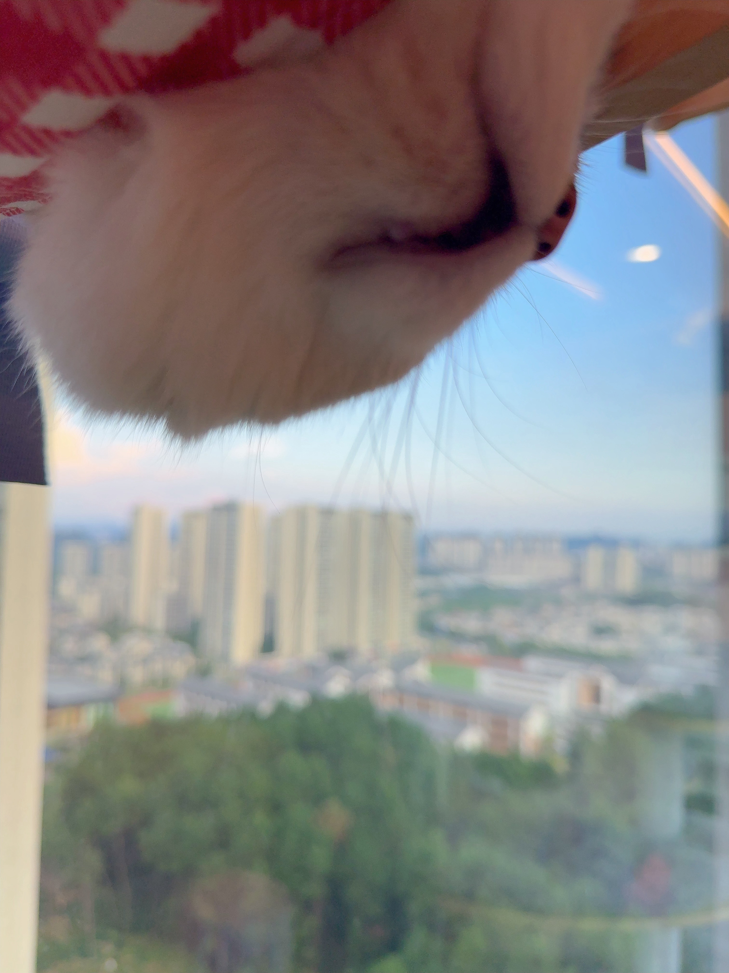 家里猫爬架看着多但都没有闲置的每一个都会玩