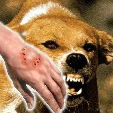 狂犬病死亡数创新高，宠物惹的祸？如果宠物猫狗都强制接种疫苗，人何必还要遭罪花钱？