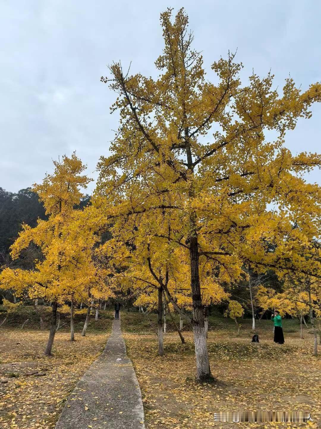 广州企业职工退休养老金真低啊！我老家在安徽，早年在老家的国企上班，那11年多的