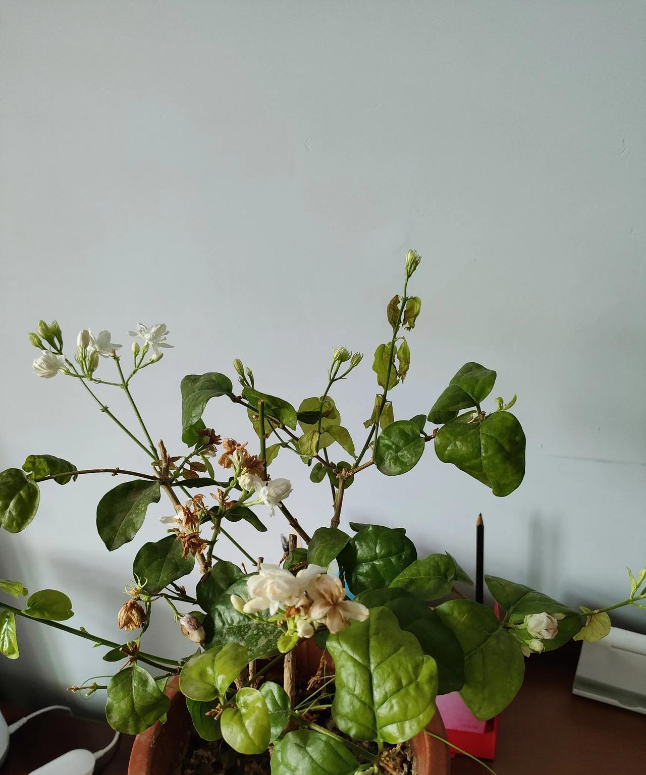 今年我的茉莉花是怎么回事呢？干巴巴的，长了满头的花苞，可却开不好花，因为叶子都