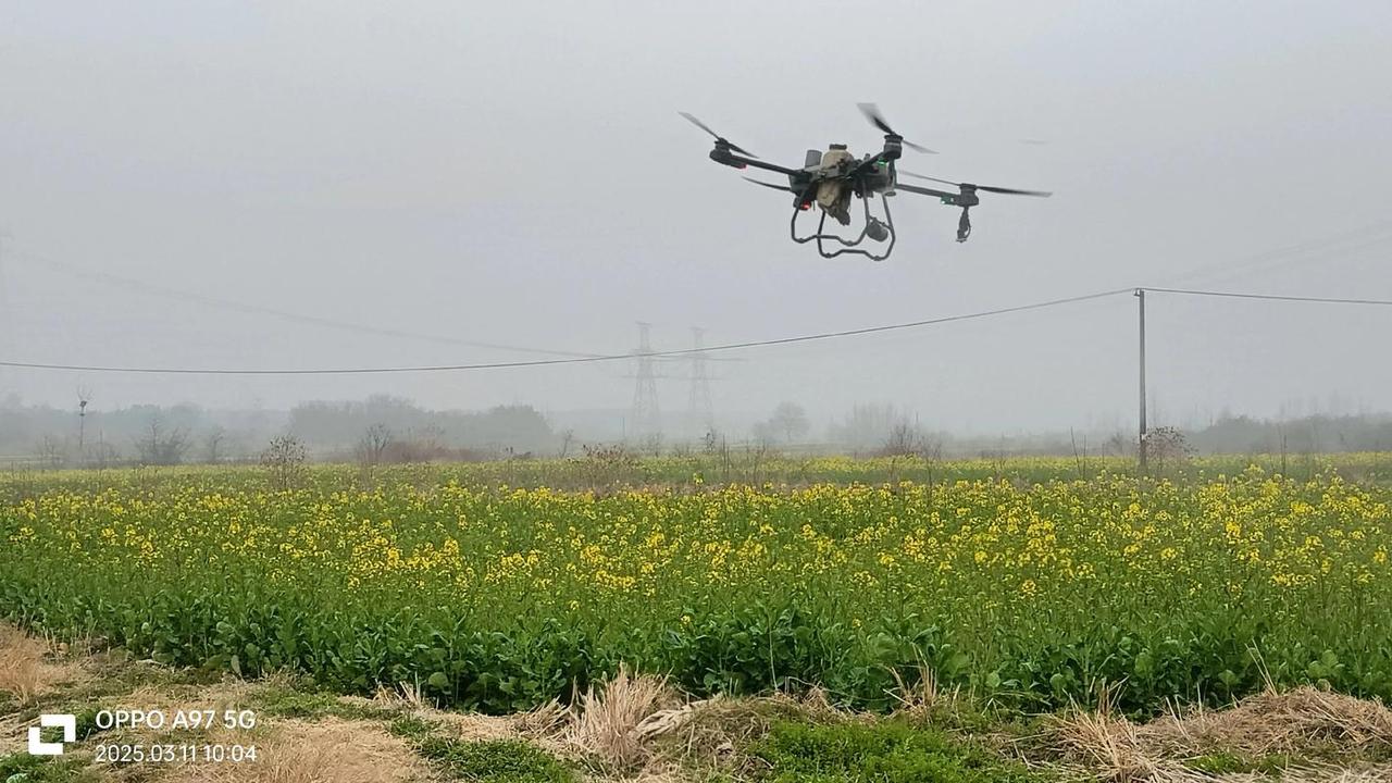油菜花期狂喷药，蜜蜂全军覆没，这波操作真让人看不懂油菜花开正旺的时节，多地