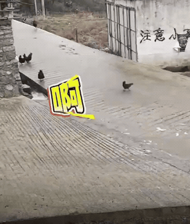 农村路面结冰，女子一大早醒来，站在阳台上正愁着该怎么出门，突然看到一群鸡咕咕在外