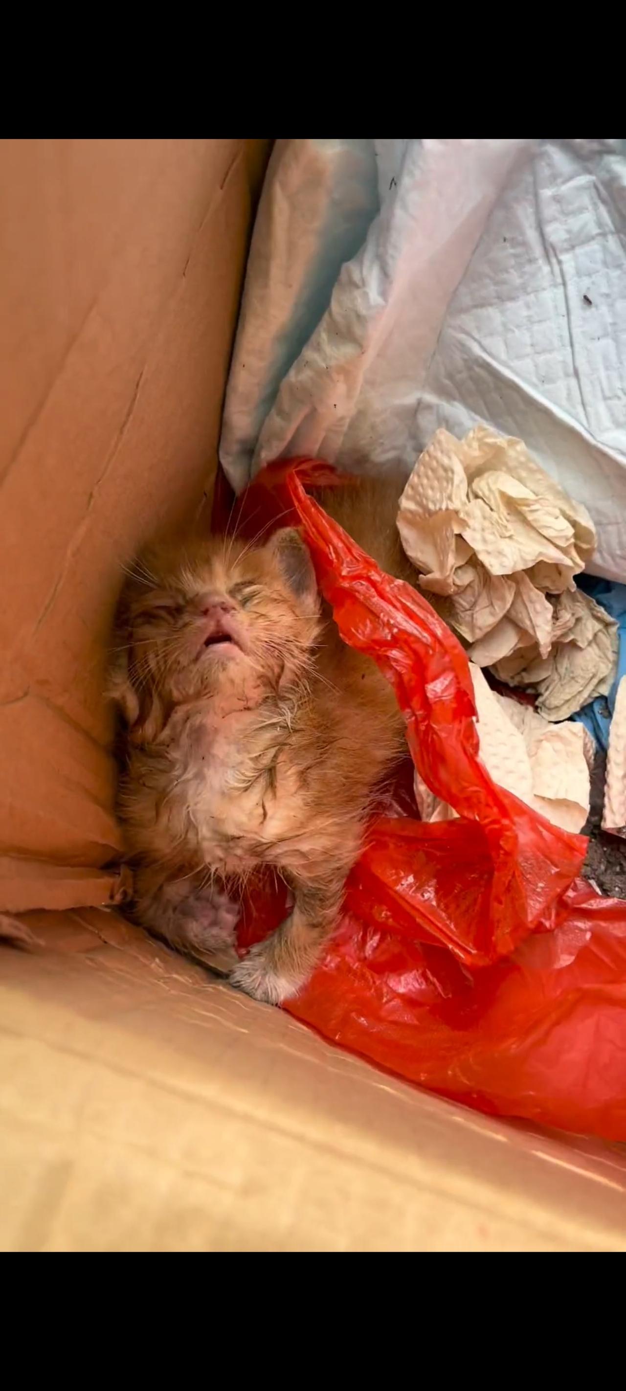 这只被坏人丢弃在臭水沟里面的小猫，当她被好心人从臭气熏天的水沟下面打捞上来的时候