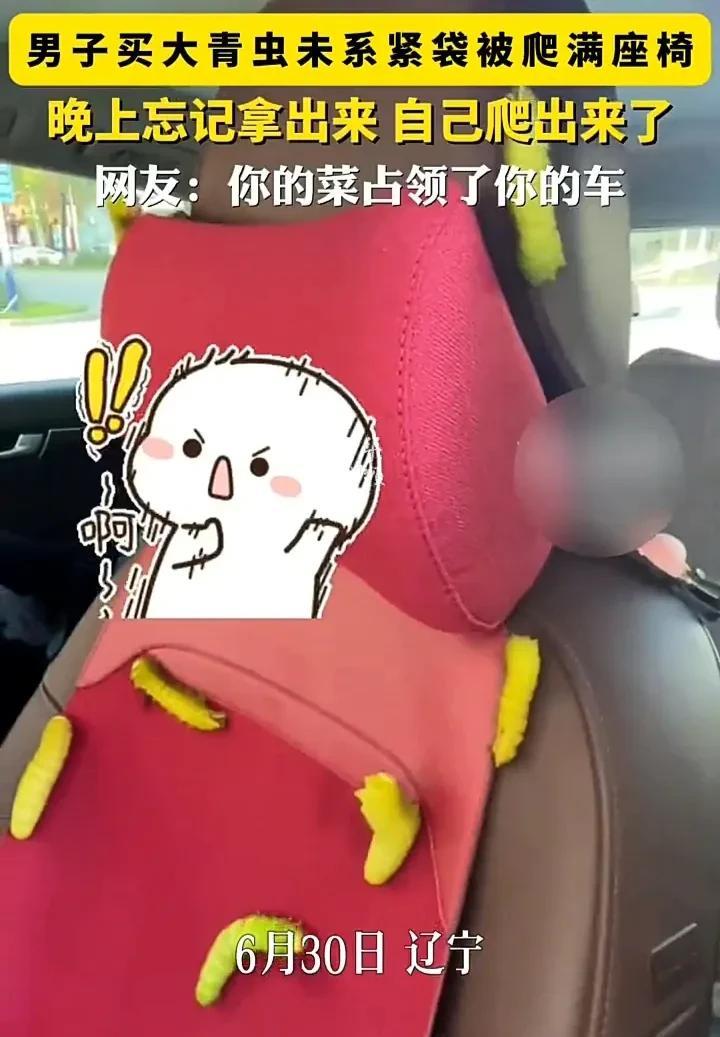 笑不活了！6月30日，辽宁一名男子发视频称，自己去菜市场买了一袋柞蚕，准备拿回家