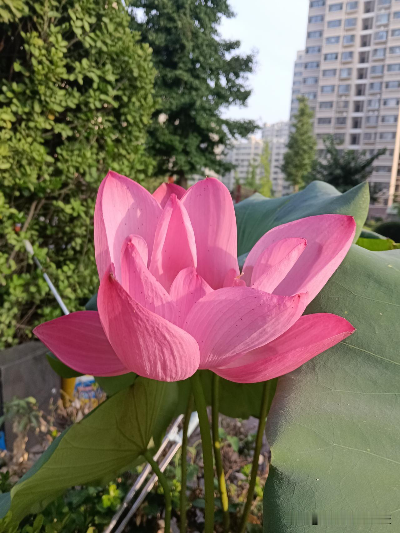 奶奶言一定要记住：一、女怕属虎，男怕属狗。二、男蛇女猴，不到头。三、