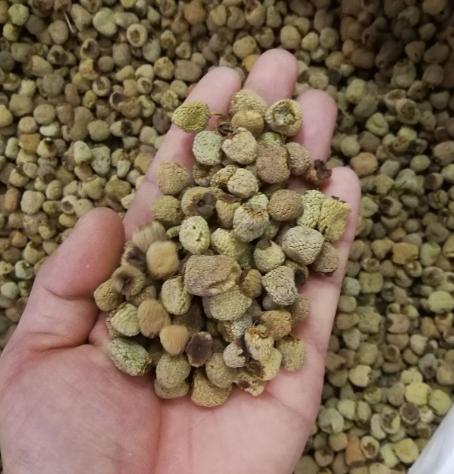 临门而泄，交粮太快，两味药，固精关，稳时长人到中年，身体状态悄悄下滑，白天