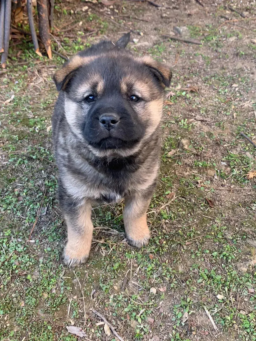 小狗的世界，充满了快乐和希望。