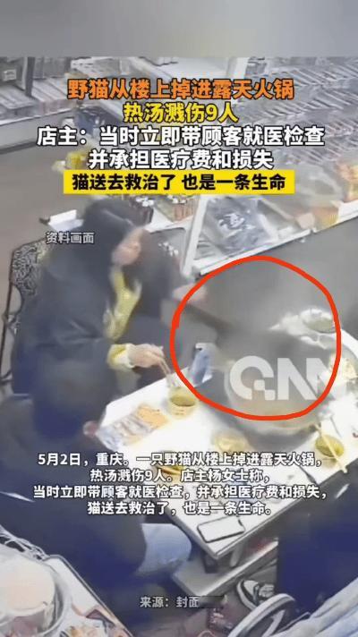 “这笔财该他发！”重庆，猫咪从房顶掉入火锅，烫伤了店内9名顾客，谁知惹上大麻烦的