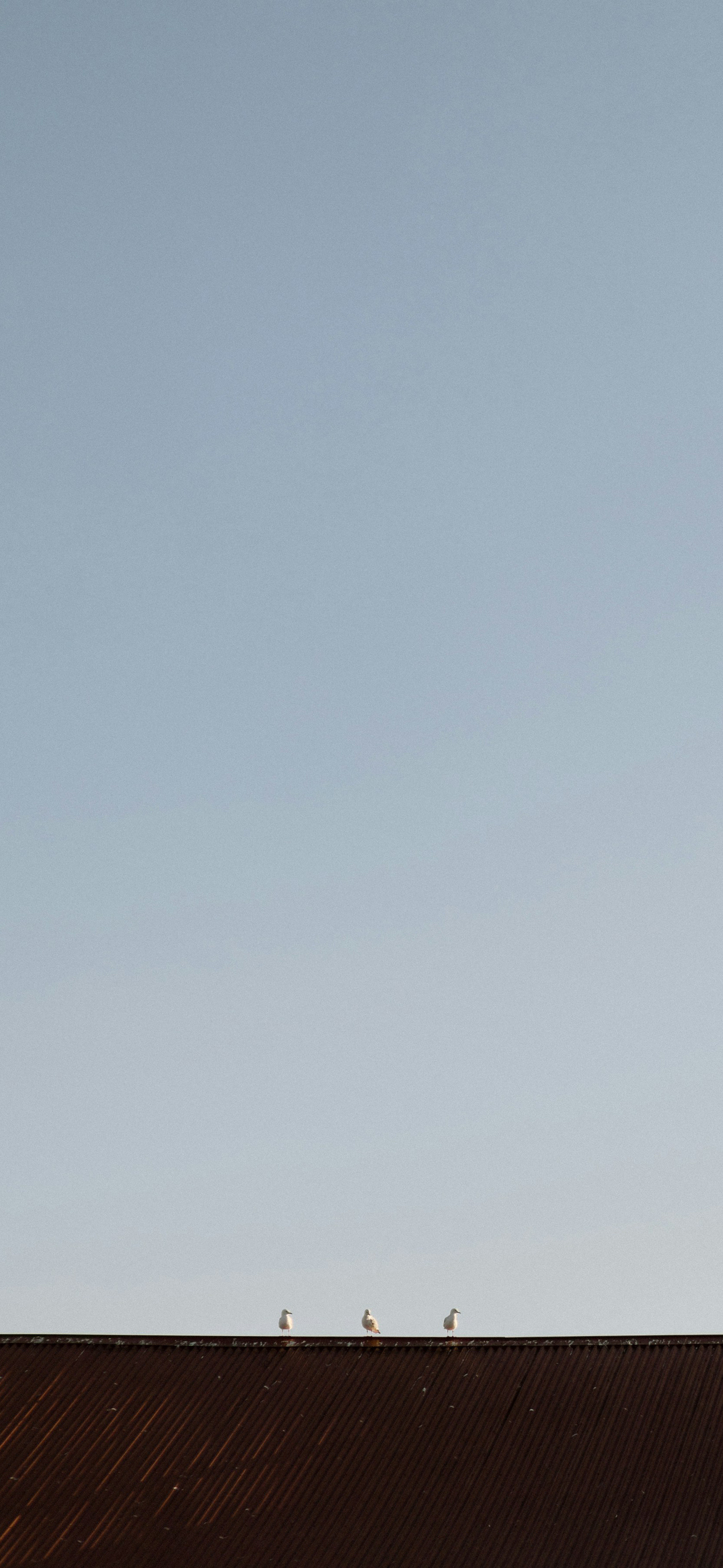 莱分享今日iPhone壁纸分享