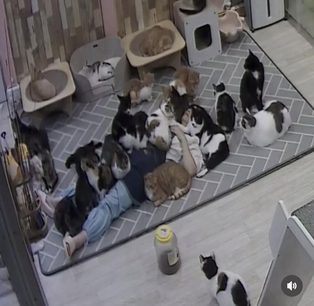 猫咪庇护所睡了6小时的人...海外新鲜事热点现场​​​