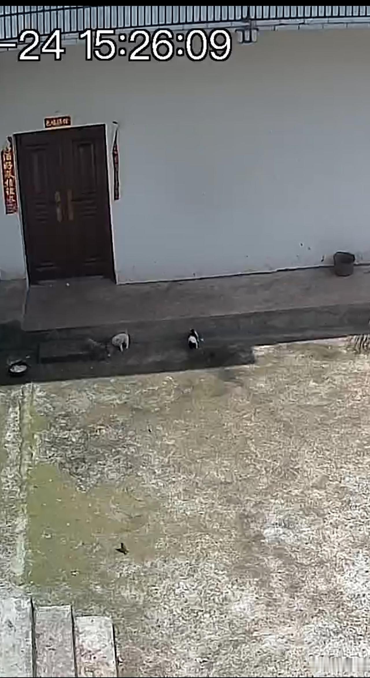 主人住院，留守狗狗已经5天没有吃过东西了，还带着4个崽崽好可怜。最近我爸爸糖尿