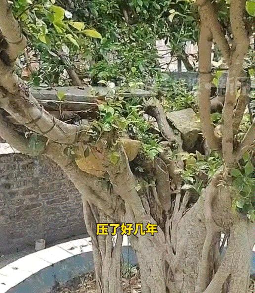 太幸福了，10月12日福建，一位爷爷因孙子们看动画片时，特别喜欢动画片里的一棵树