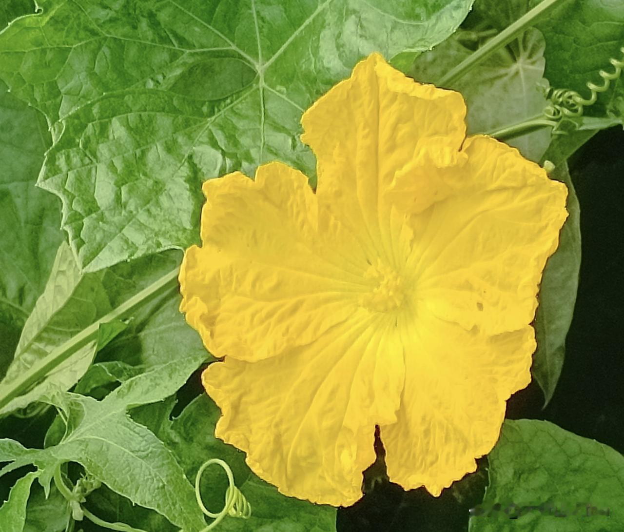 农民地里盛开的丝瓜花丝瓜花（学名：Luffa），属于葫芦科丝瓜属一年生攀援草本