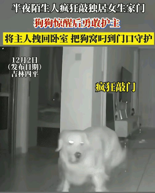 太有灵性了！吉林，女生一个人住，半夜遭陌生人疯狂敲门，她养的狗狗惊醒后勇敢护主，