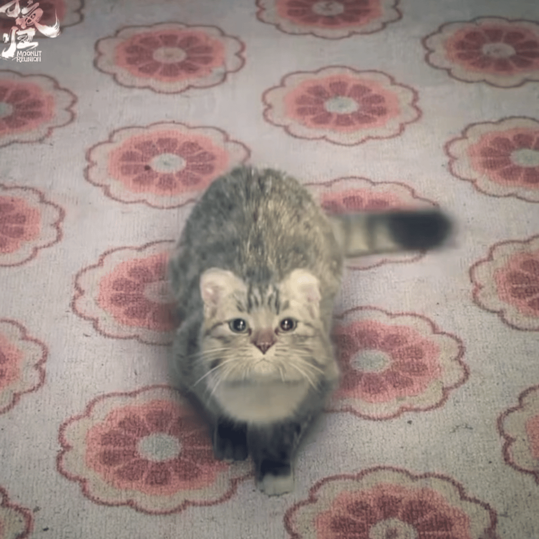 田曦薇猫公变身田曦薇猫公变身啦田曦薇猫猫变身​​​