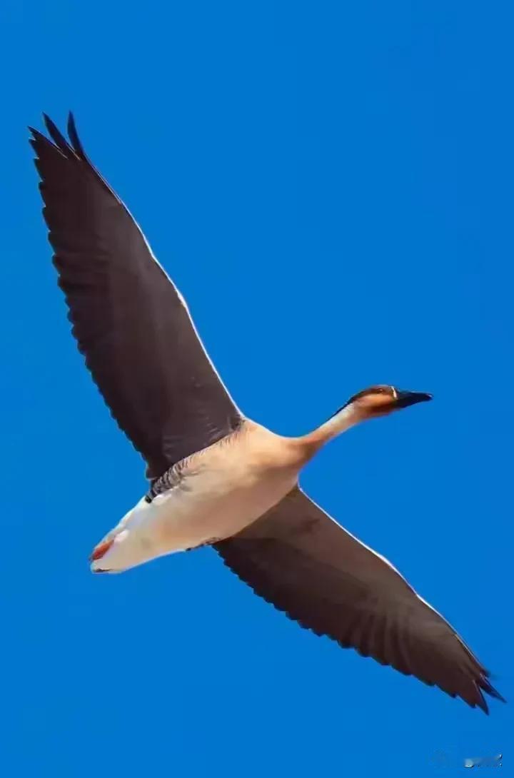 上联:朱颜未改心依旧下联:豪情犹在志更坚横批:不忘初心