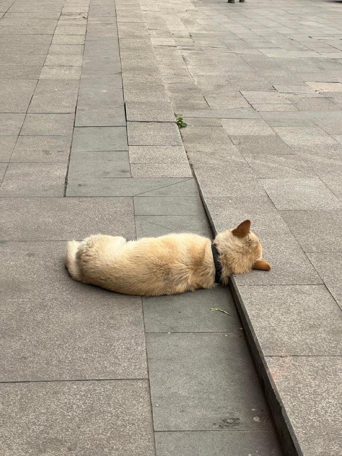 把台阶当枕头的小狗