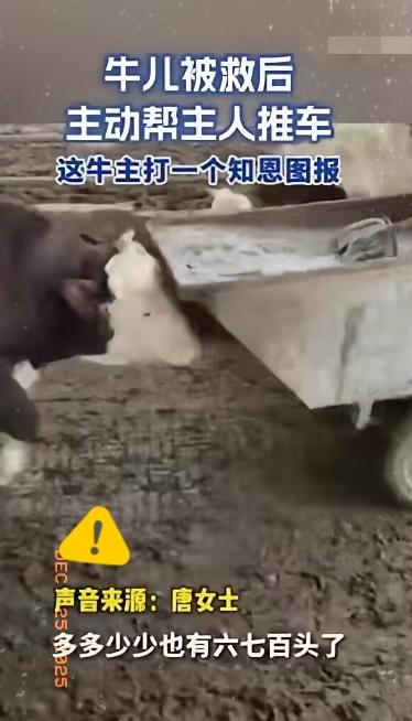 “解释不清了！”安徽一养牛户，养了600多头牛，但其中有一头牛比较特殊，每次女主
