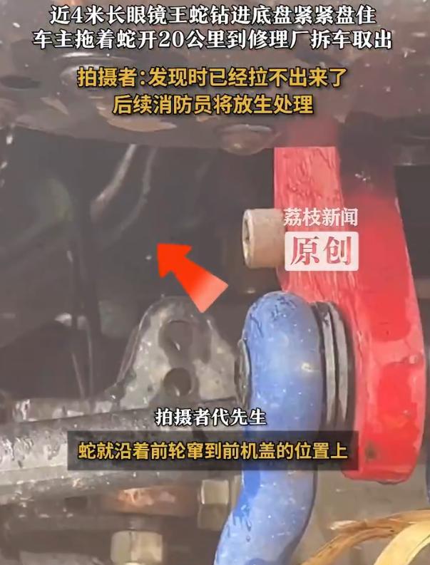 惊魂一刻！西藏墨脱4米眼镜王蛇暴怒钻车底，消防员20公里生死护送拆车救蛇