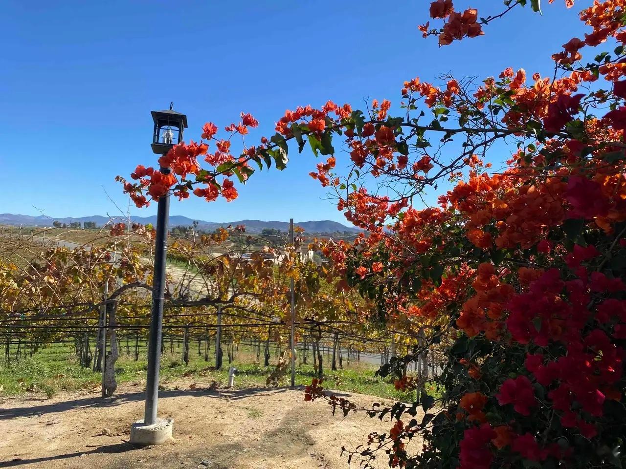 散瓶和原箱批发价跌破1499元，茅台酒也变得不香了。茅台取消分销制度，同时也把5