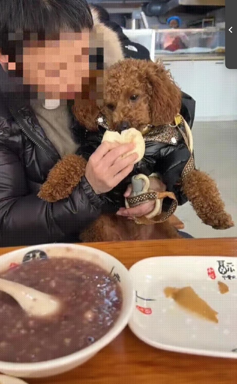 女子带着宠物狗进了一家包子店，点了一份包子，一碗紫米粥！服务员将包子端上来后