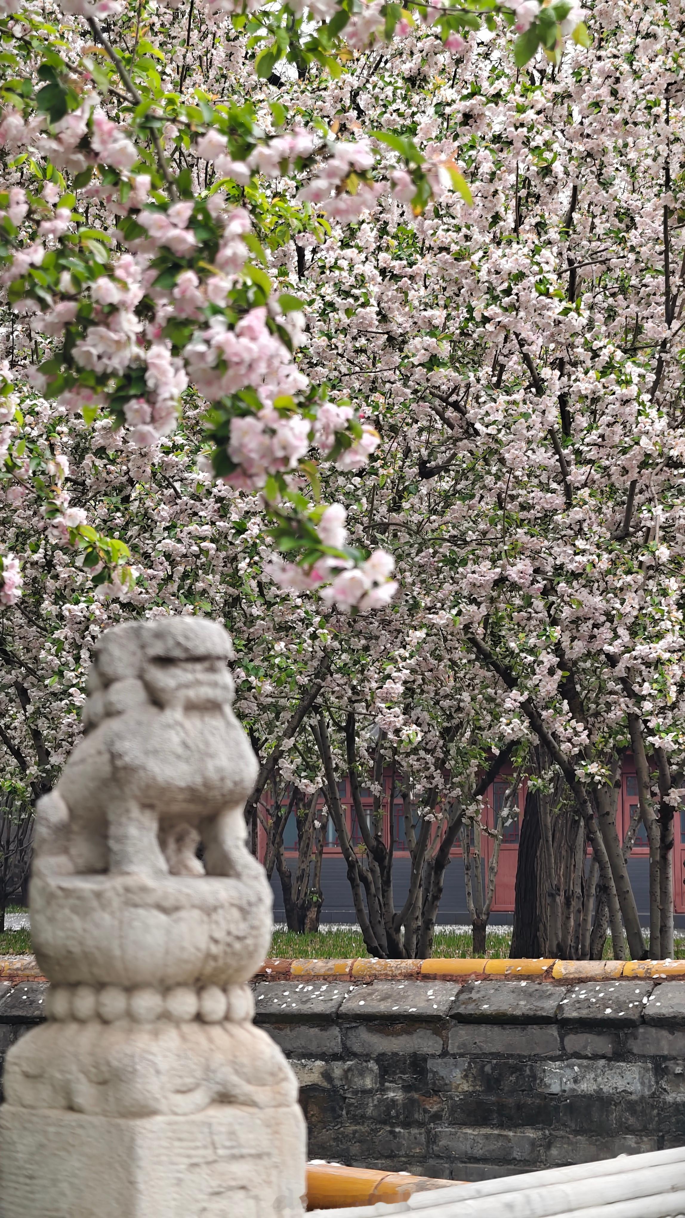 故宫的海棠摄影