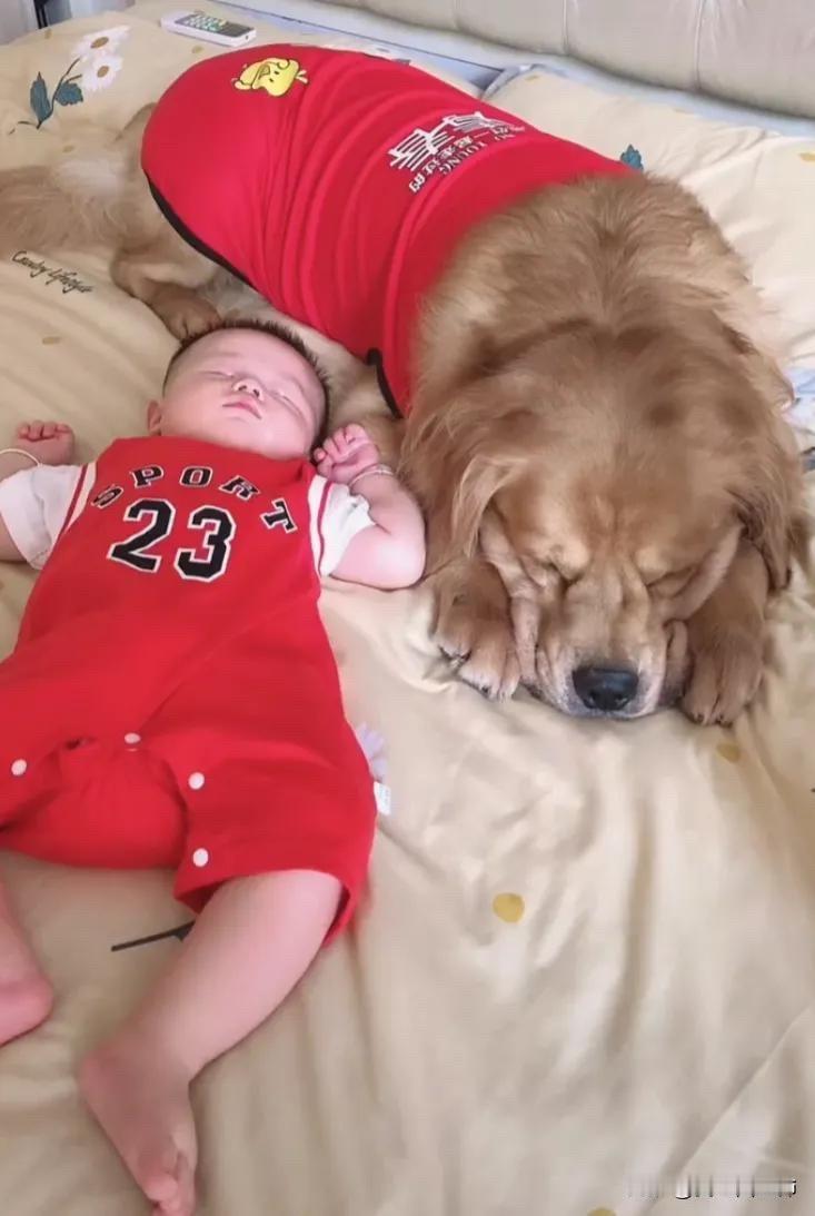 全网都泪目了。家里的小主人突然生病，而且没有食欲，精神头也不好。家里的狗狗特别担