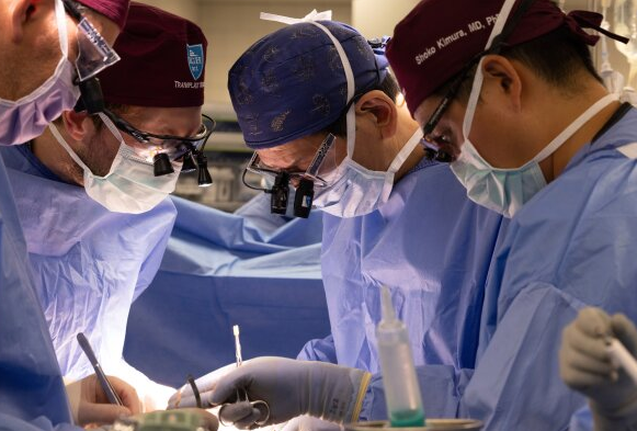 重大突破! 人肾类器官与猪肾融合, 再成功移植回猪体内