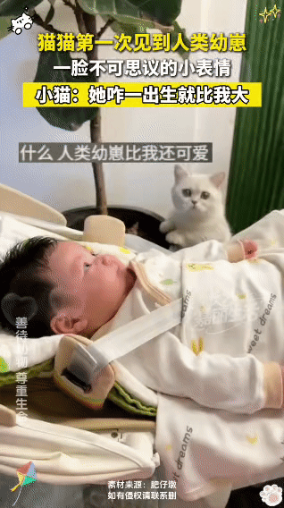 家里的小白猫第一次见到刚出生的人类幼崽，瞬间露出不可思议的小表情。它凑近婴儿车，