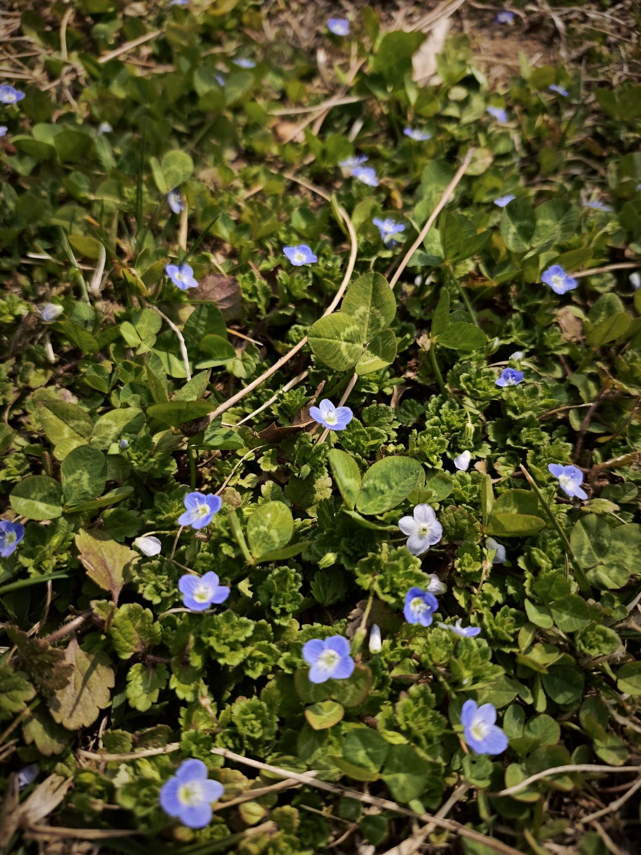 家里有两辆车，一辆有年头的燃油车，一辆两年前买的比亚迪秦PlusDmi，现在想