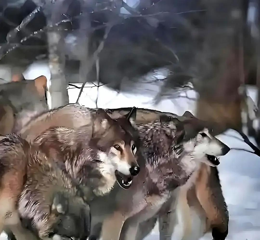 爷爷年轻时一枪把狼腿打瘸，没补刀，拖着伤狼放到牧场边，让它一拐一拐回山。家里人