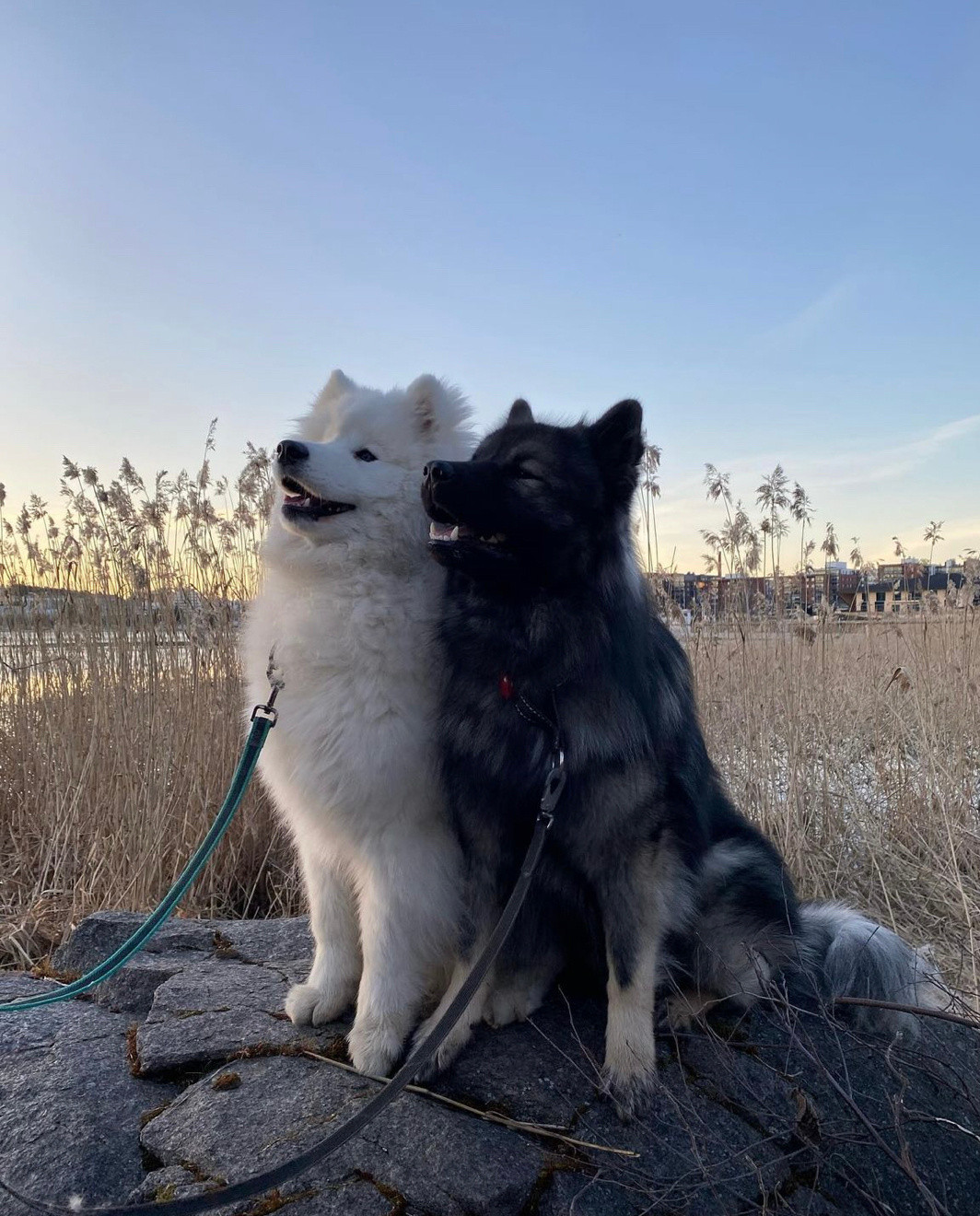 我叫白云我叫黑土我属鸡我属猪